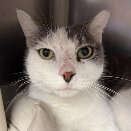 Taz, adopted, Adult Female Domestic Short Hair.