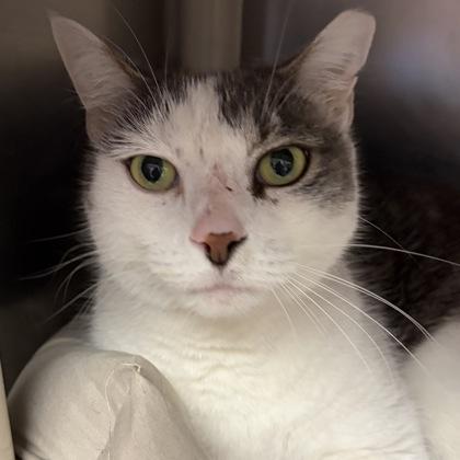 Taz, an adopted Domestic Short Hair in North Myrtle Beach, SC image 3/6