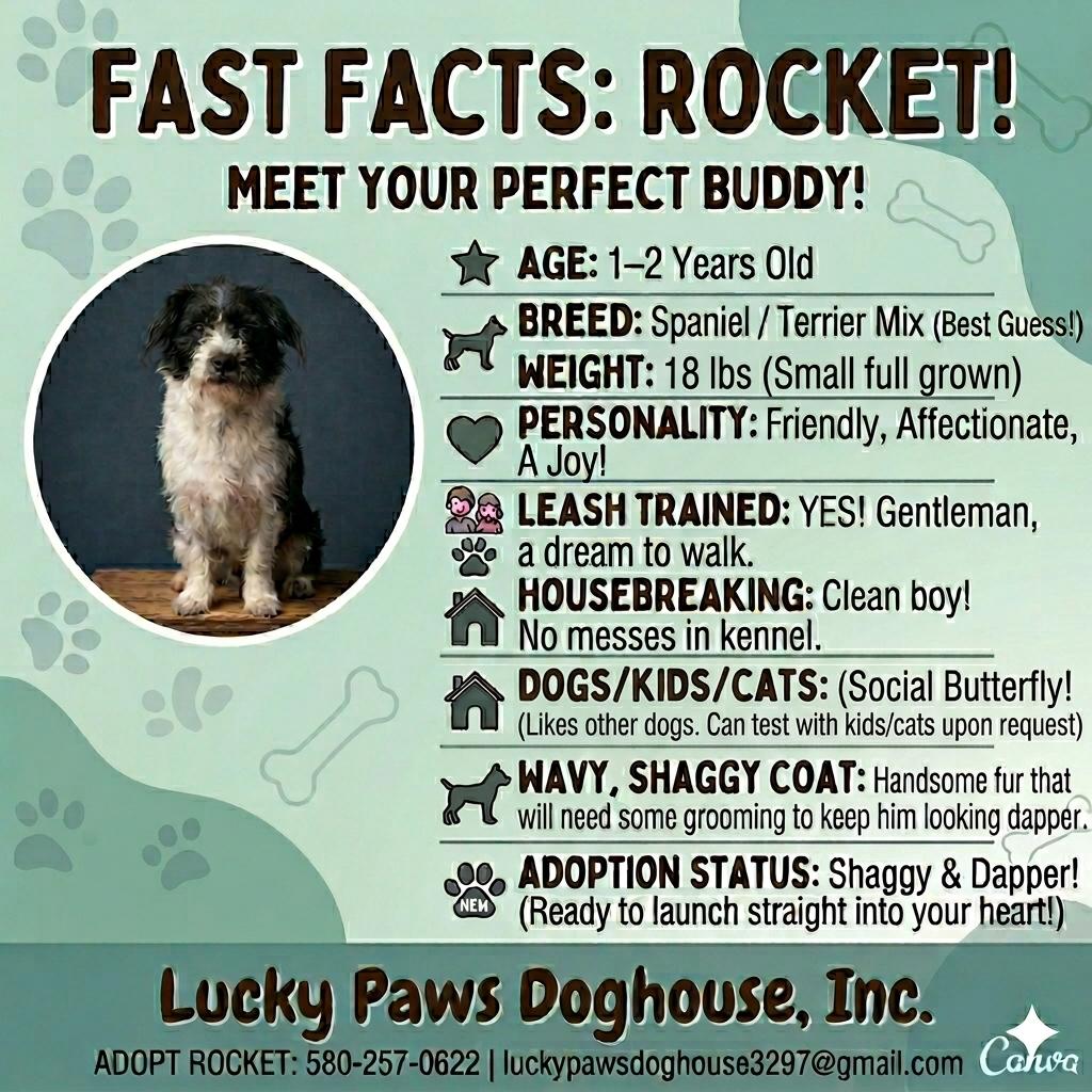 Enlarge Rocket, an adopted mixed breed in Bloomfield Hills, MI image 2/5