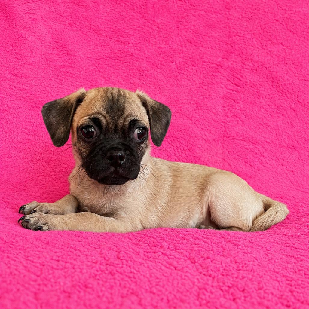 Jay, Adoptable, Puppy Male Pug.