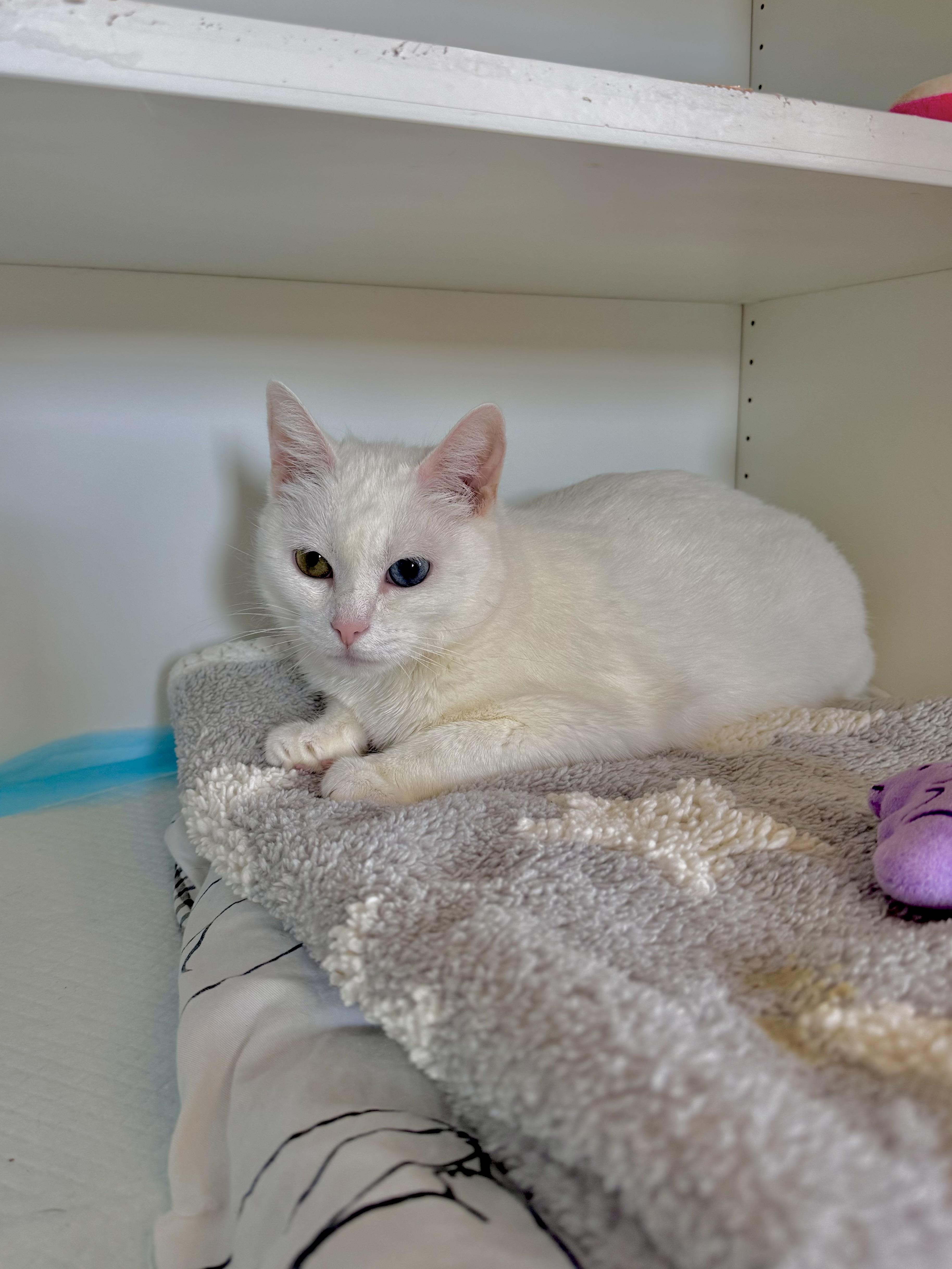 Eclair, an adopted Domestic Short Hair in Ramsey, NJ image 3/6