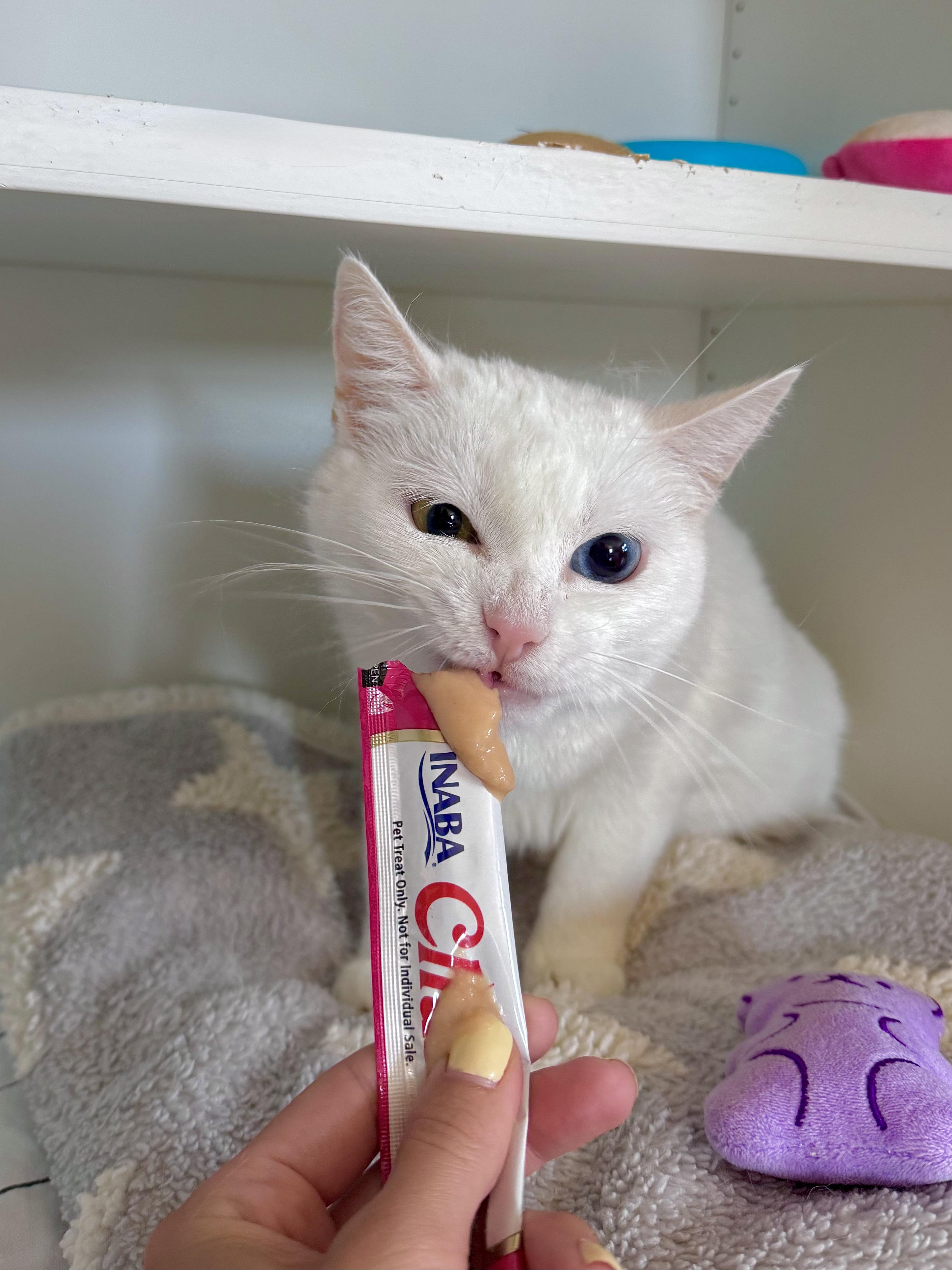 Eclair, an adopted Domestic Short Hair in Ramsey, NJ image 5/6