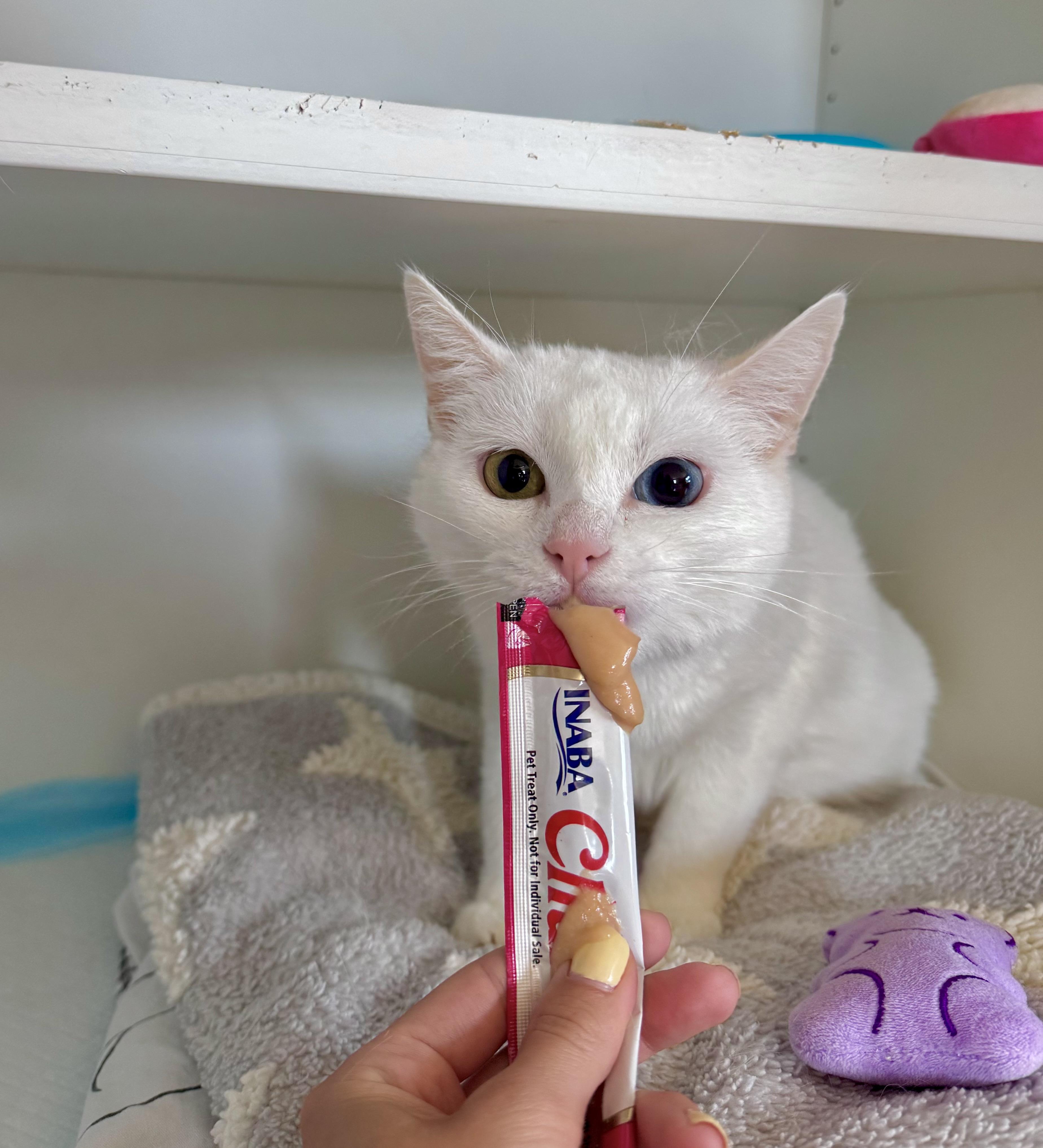 Eclair, an adopted Domestic Short Hair in Ramsey, NJ image 2/6
