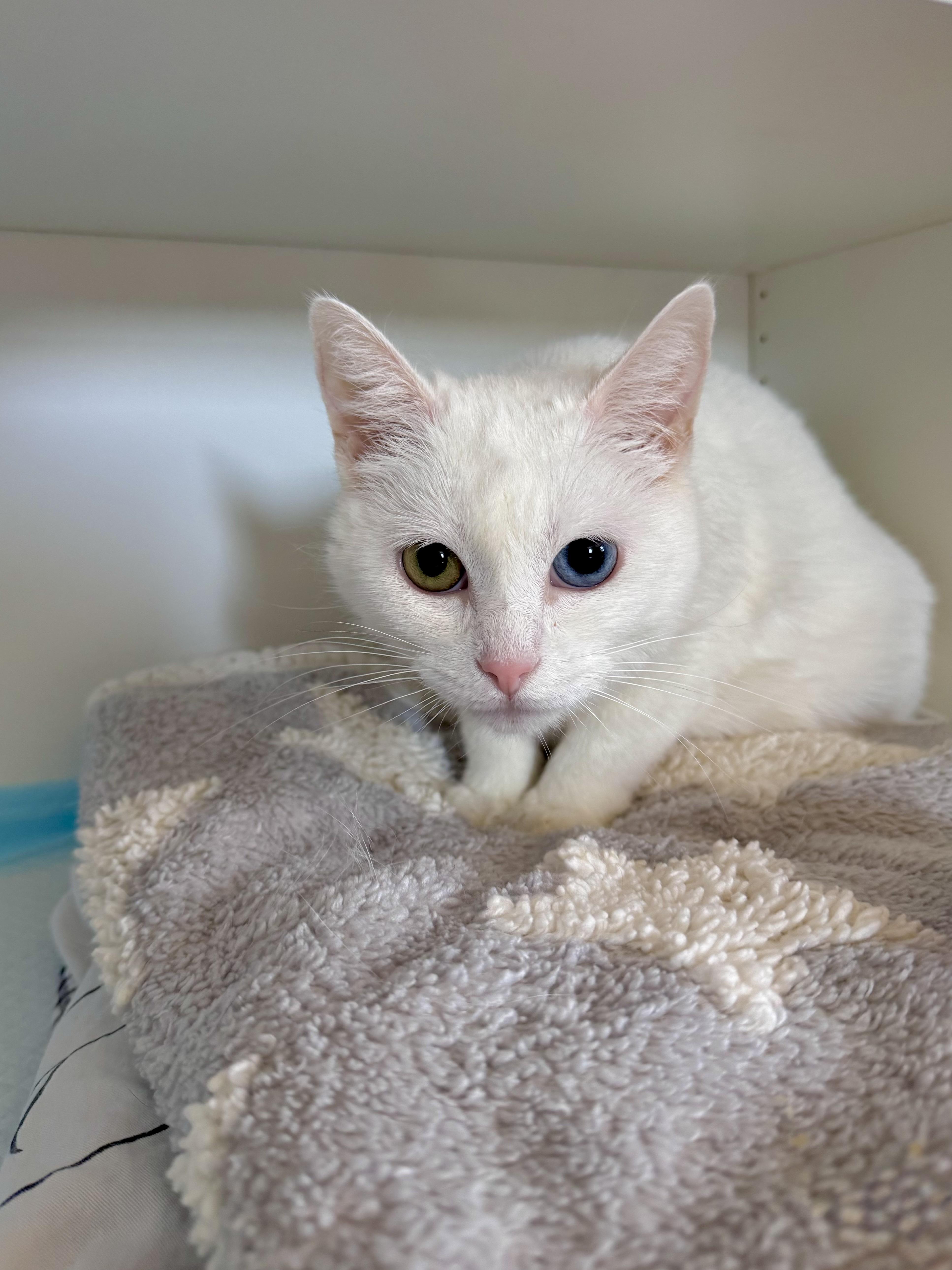 Eclair, an adopted Domestic Short Hair in Ramsey, NJ image 1/6