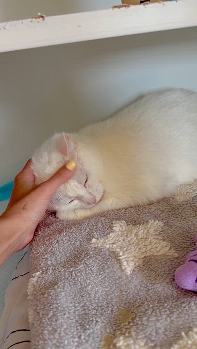 Enlarge Eclair, an adopted Domestic Short Hair in Ramsey, NJ video 4/6