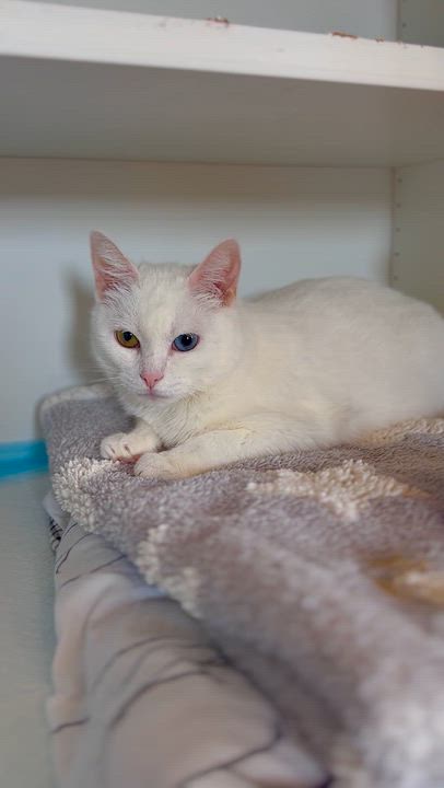 Enlarge Eclair, an adopted Domestic Short Hair in Ramsey, NJ video 6/6