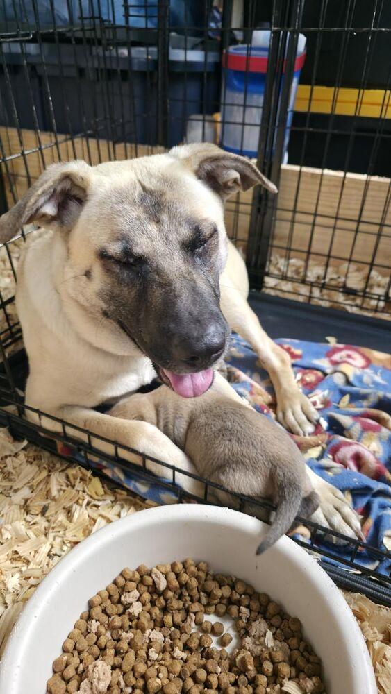 Mama Hope - Available after Spay - 6/1/2026, Adoptable, Young Female Shepherd.