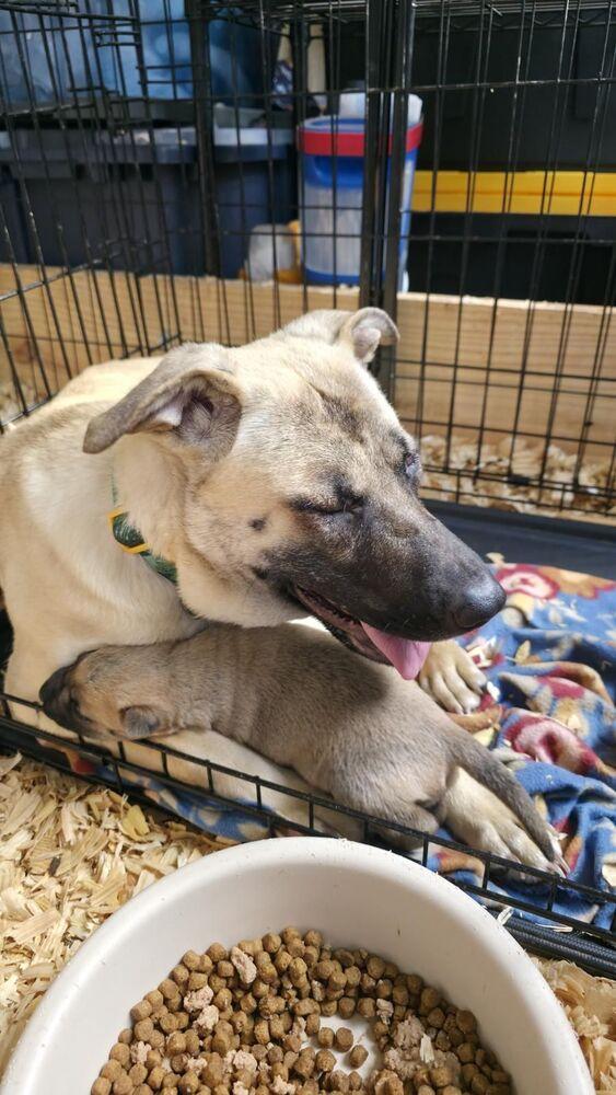 Enlarge Mama Hope - Available after Spay - 6/1/2026, a Adoptable mixed breed in Sumter, SC image 2/6