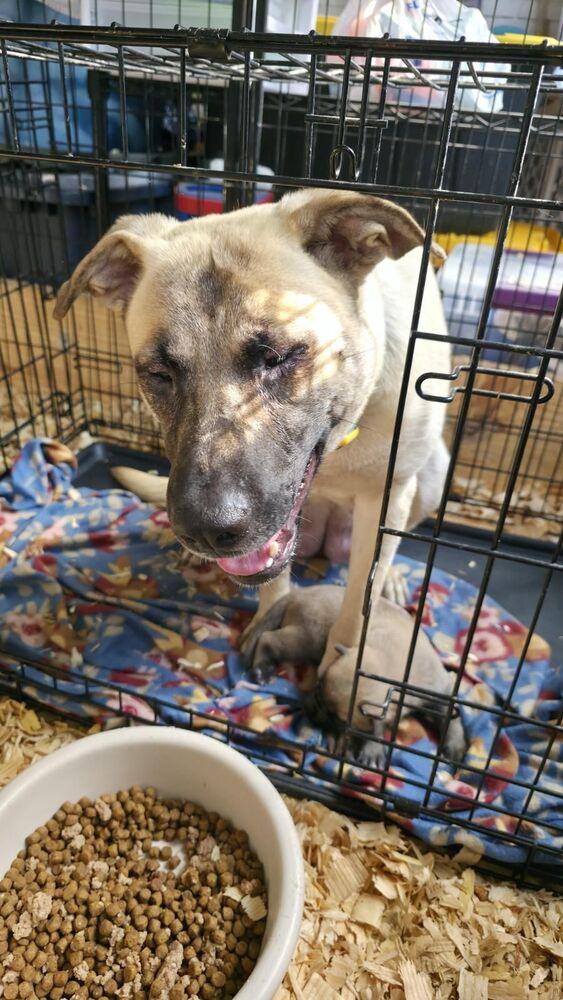 Enlarge Mama Hope - Available after Spay - 6/1/2026, a Adoptable mixed breed in Sumter, SC image 3/6