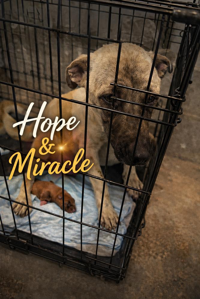 Enlarge Mama Hope - Available after Spay - 6/1/2026, a Adoptable mixed breed in Sumter, SC image 4/6