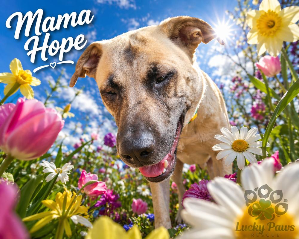 Enlarge Mama Hope - Available after Spay - 6/1/2026, a Adoptable mixed breed in Sumter, SC image 5/6