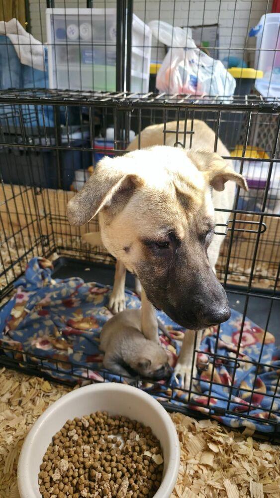 Enlarge Mama Hope - Available after Spay - 6/1/2026, a Adoptable mixed breed in Sumter, SC image 6/6