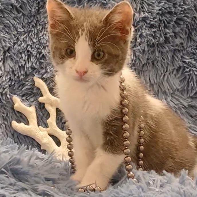 Pearl & Coral, a Adoptable mixed breed in HUNTINGTON BEACH, CA image 2/6