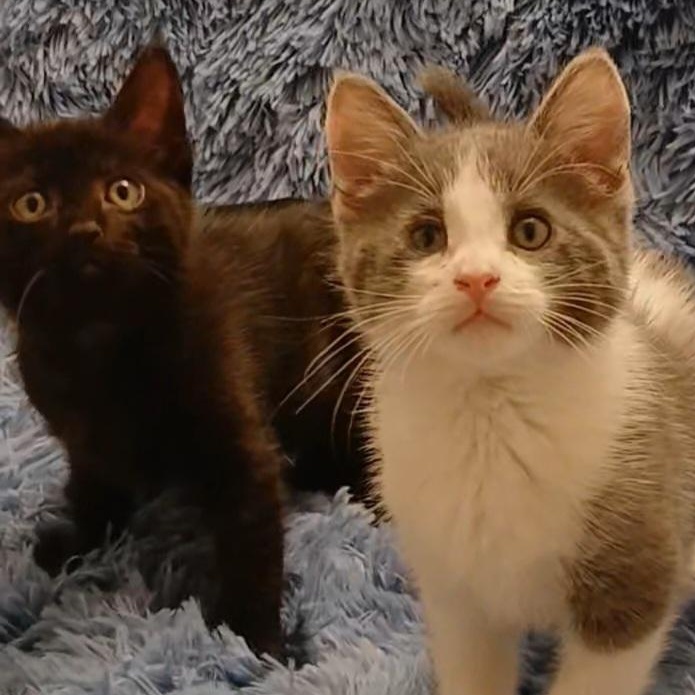 Pearl & Coral, Adoptable, Kitten Female Domestic Short Hair.