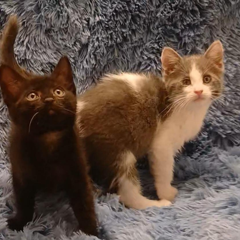 Pearl & Coral, a Adoptable mixed breed in HUNTINGTON BEACH, CA image 6/6