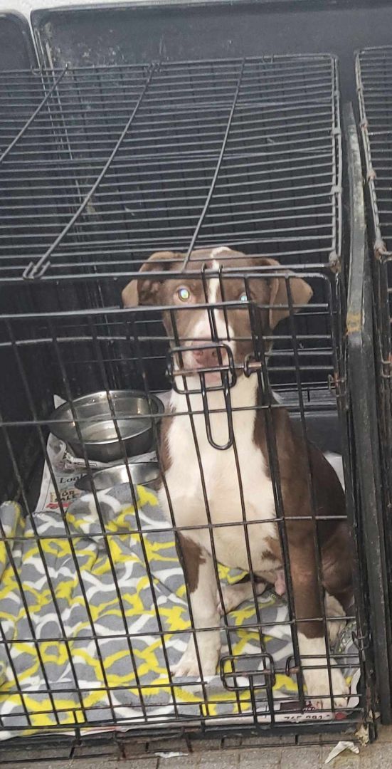 Ron Fleasley, Adopted, Puppy Male Terrier.