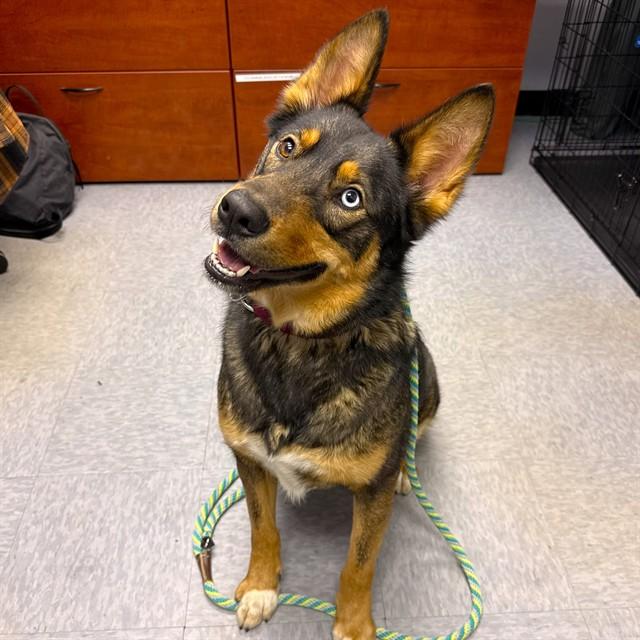 Enlarge LEO, a Adoptable mixed breed in Long Beach, CA image 1/1