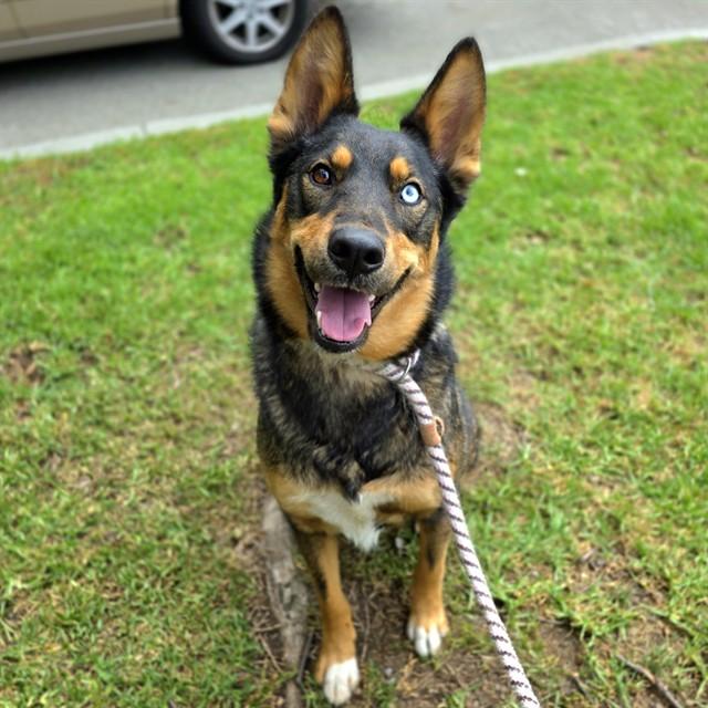 LEO, Adoptable, Young Male German Shepherd Dog & Husky.