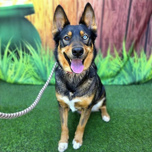 LEO, Adoptable, Adult Male German Shepherd Dog & Husky.