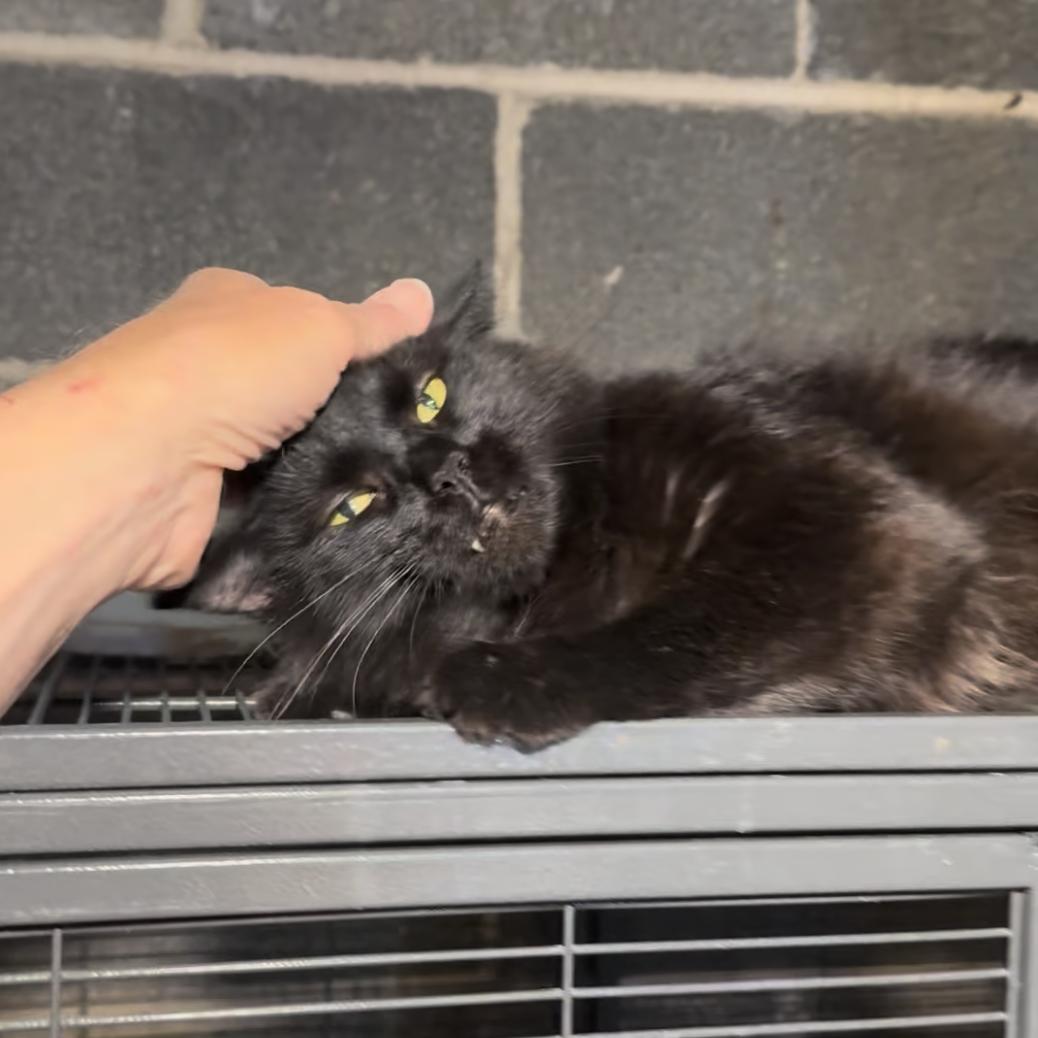 Enlarge Panda, a Adoptable Domestic Medium Hair in Harrisburg, PA image 6/6