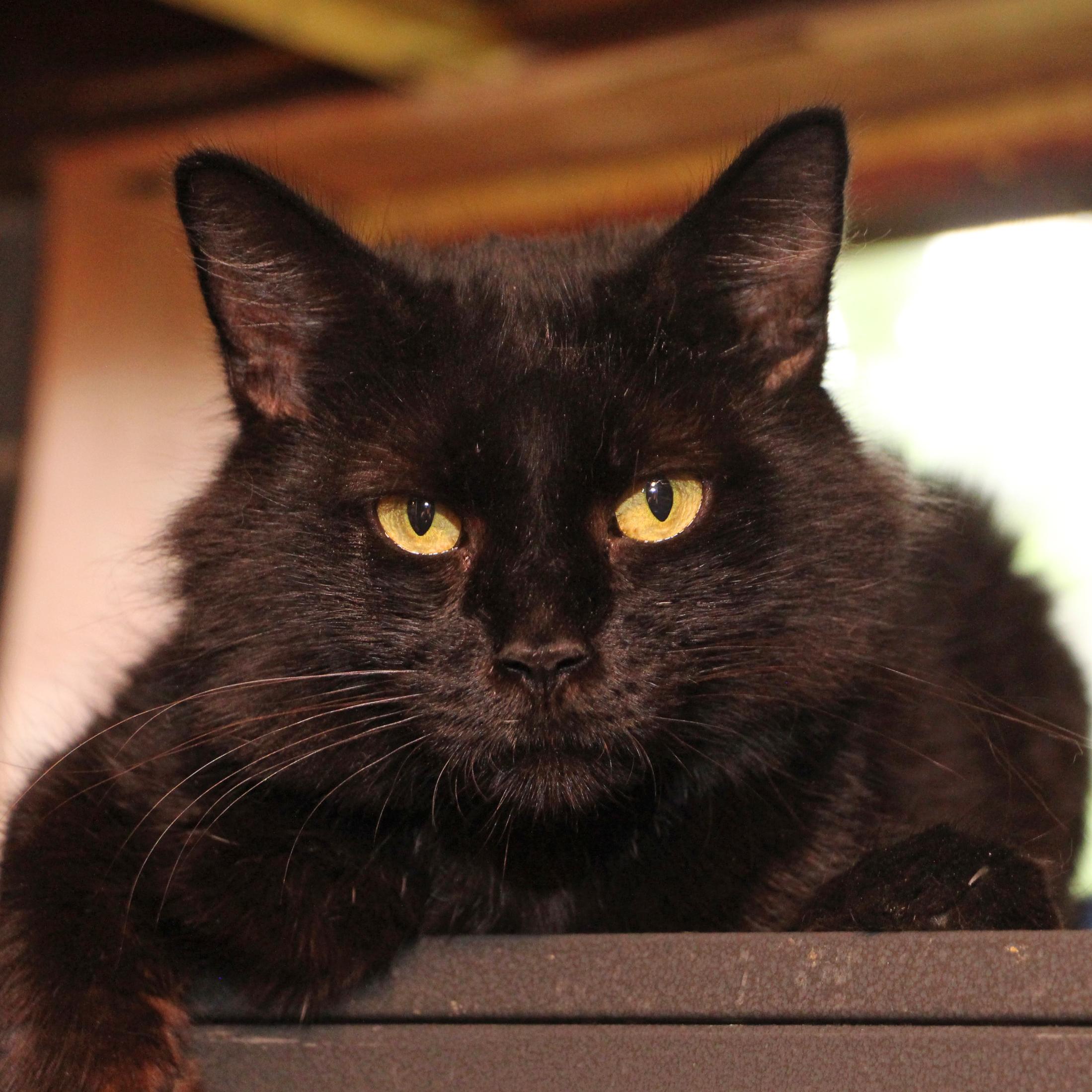 Enlarge Panda, a Adoptable Domestic Medium Hair in Harrisburg, PA image 2/6