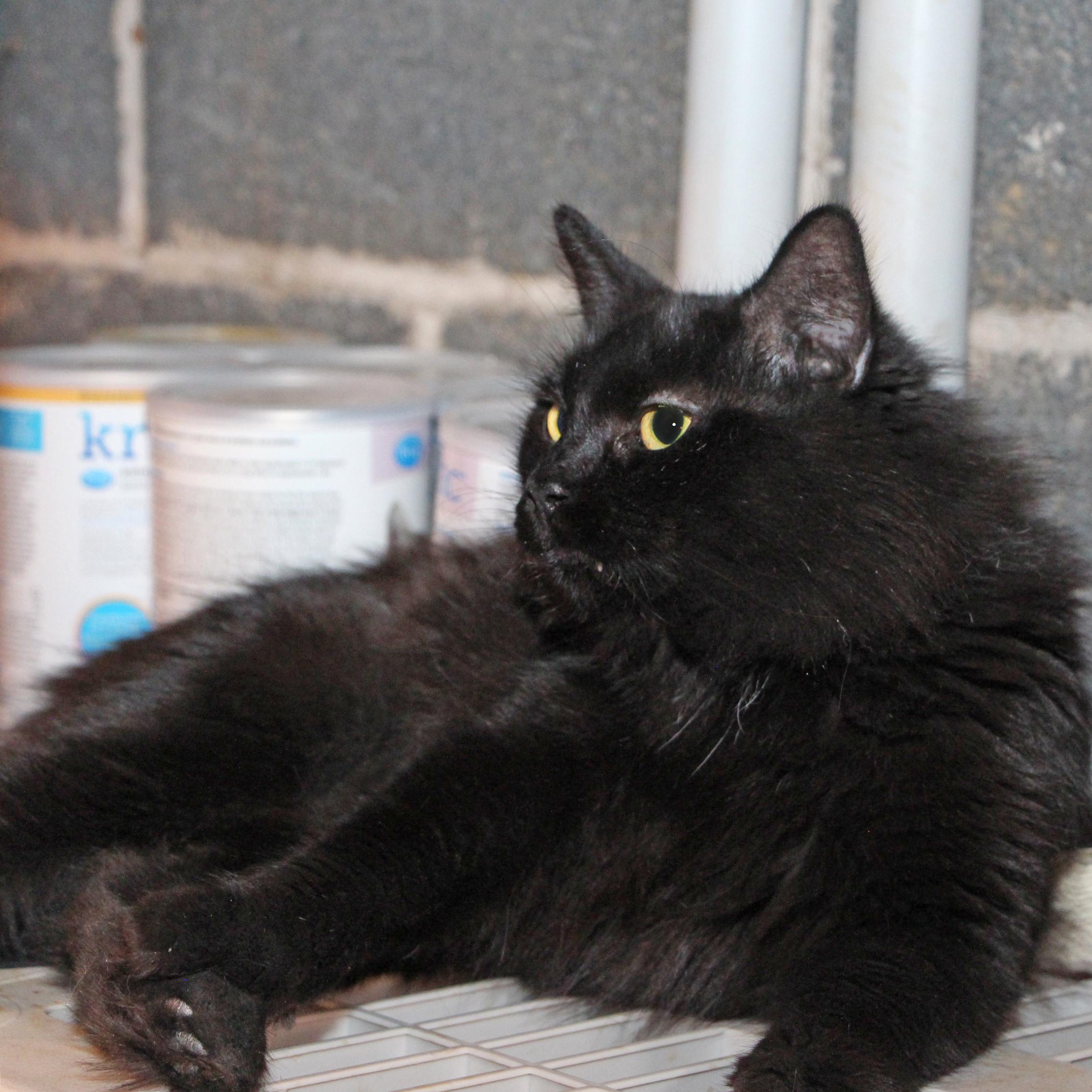 Enlarge Panda, a Adoptable Domestic Medium Hair in Harrisburg, PA image 3/6