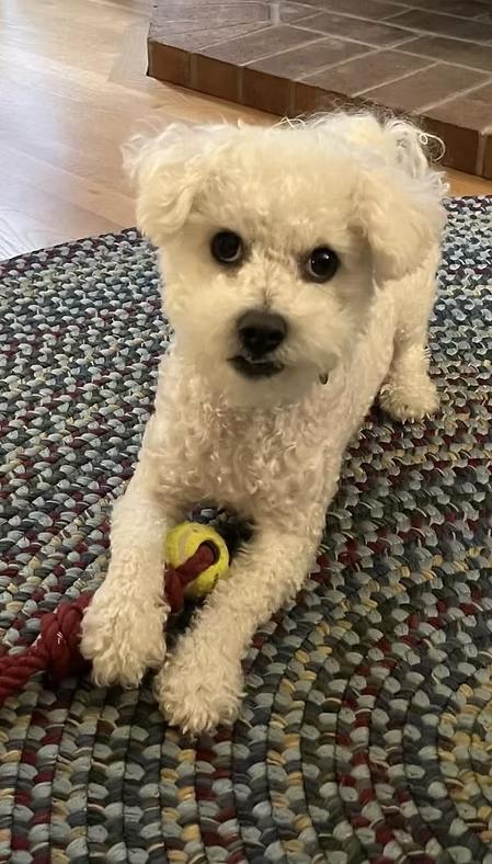 Enlarge Monsieur Claude Monet Le Pouf, an adopted Bichon Frise in Coupeville, WA image 1/1
