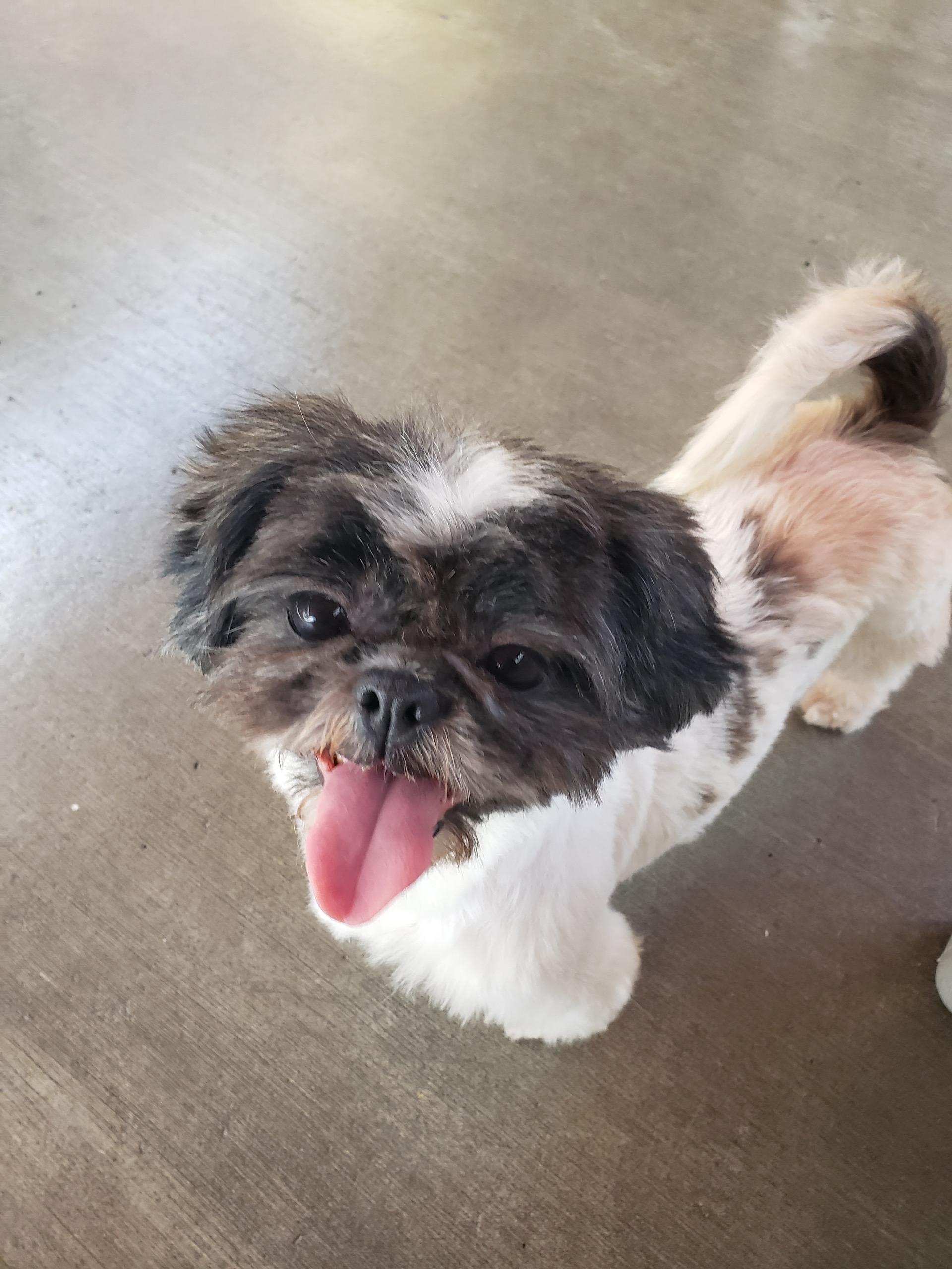 Munchie, a ADOPTABLE Shih Tzu in Gardena, CA image 2/3
