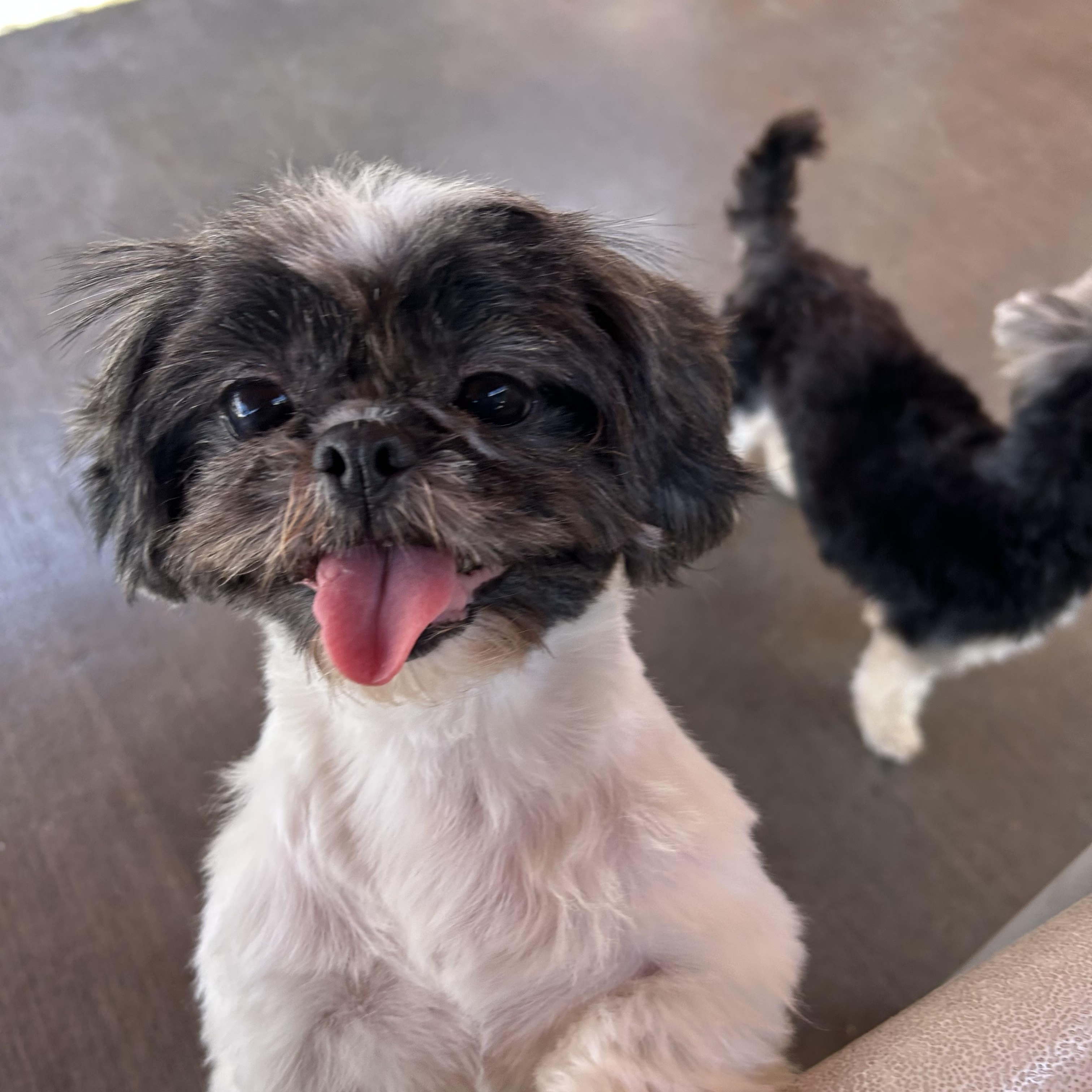 Munchie, a ADOPTABLE Shih Tzu in Gardena, CA image 1/3