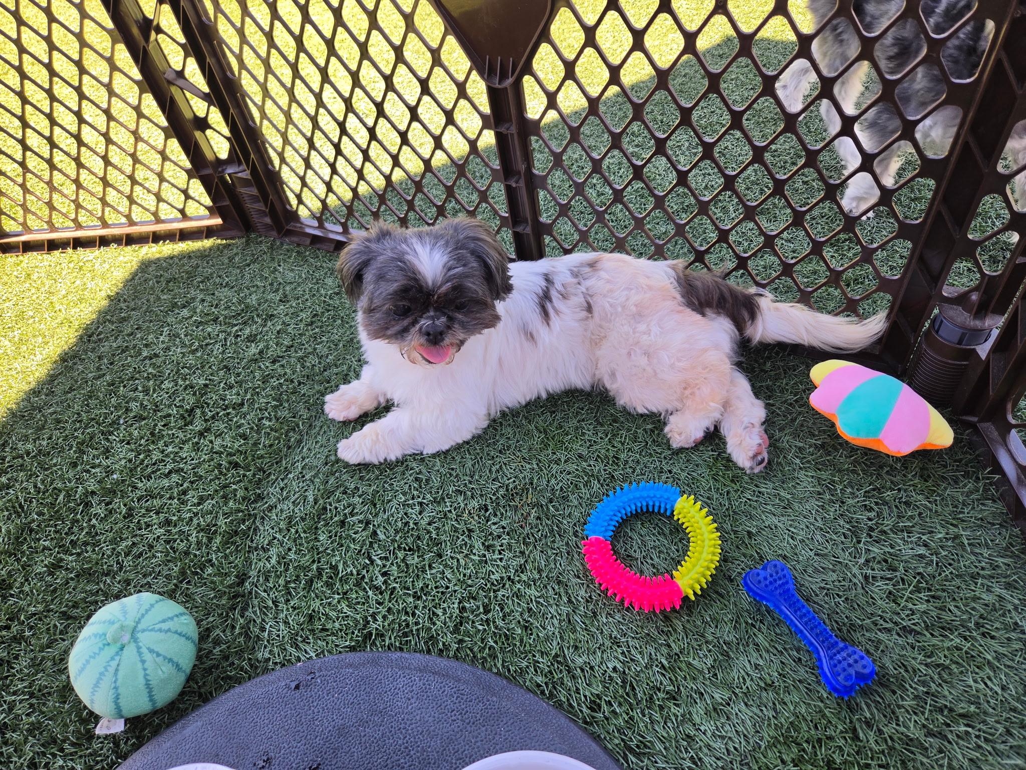Munchie, a ADOPTABLE Shih Tzu in Gardena, CA image 3/3