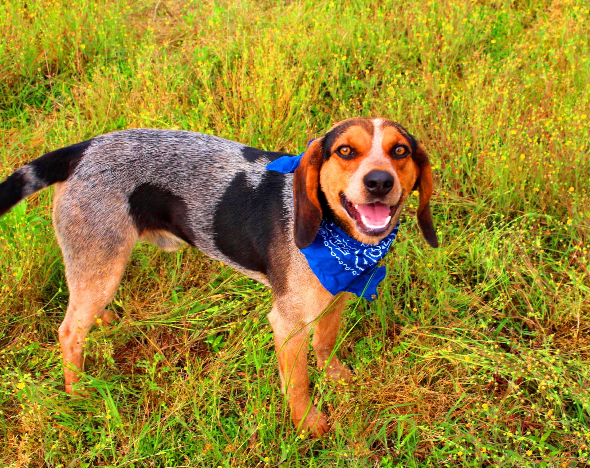 Drew, a Adoptable mixed breed in Muldrow, OK image 4/6