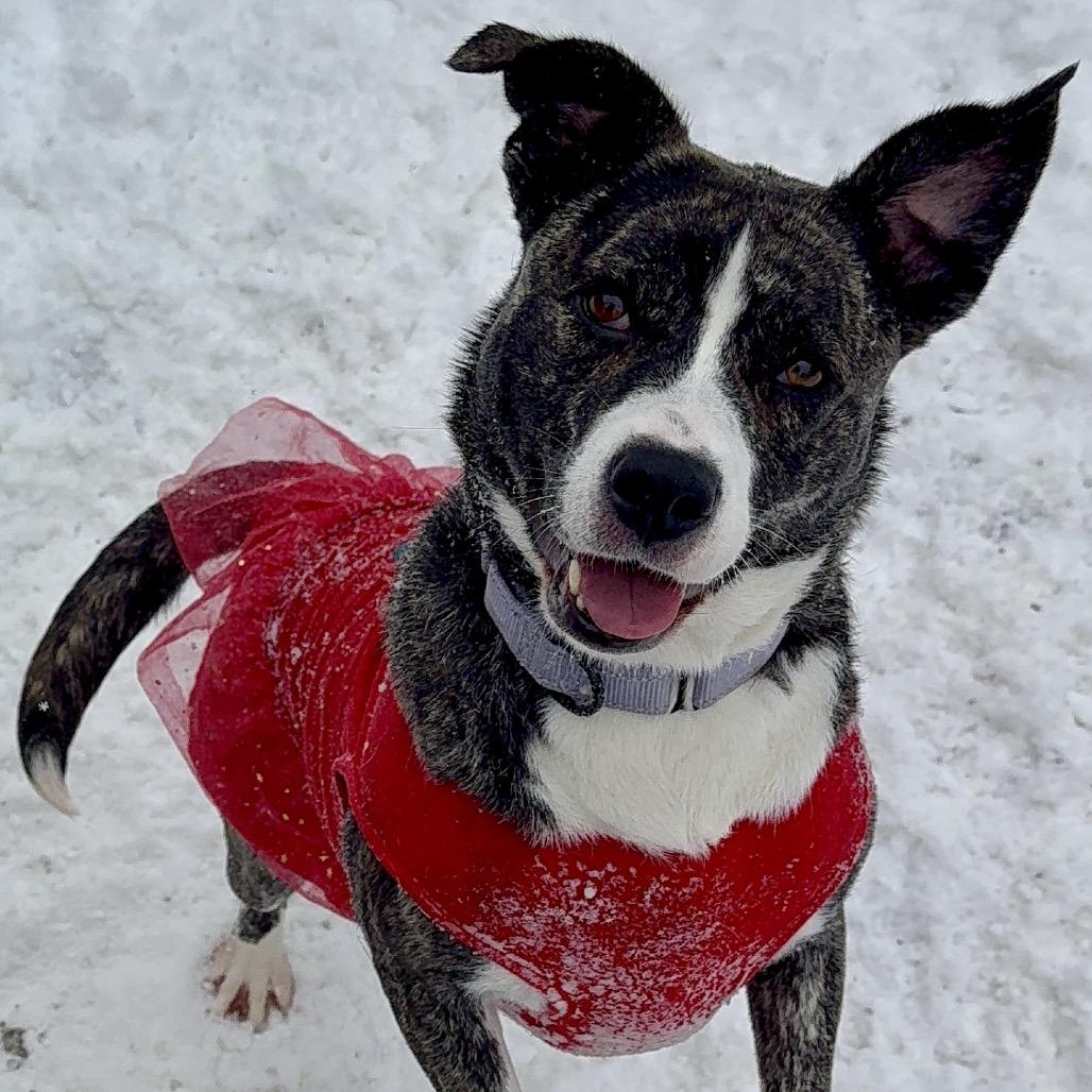 Storm, Adoptable, Adult Female Mixed Breed.