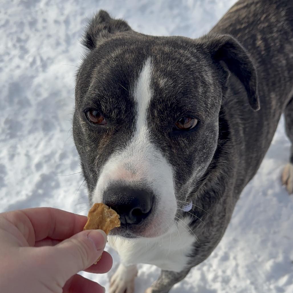 Storm, Adoptable, Adult Female Mixed Breed.