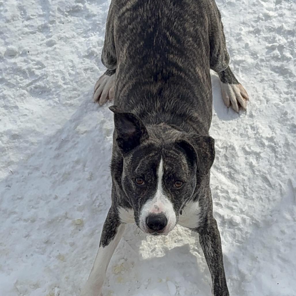 Storm, a Adoptable Mixed Breed in Oxford, ME image 2/6