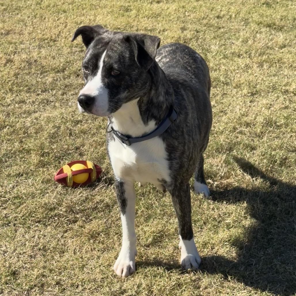 Storm, a Adoptable Mixed Breed in Oxford, ME image 4/6
