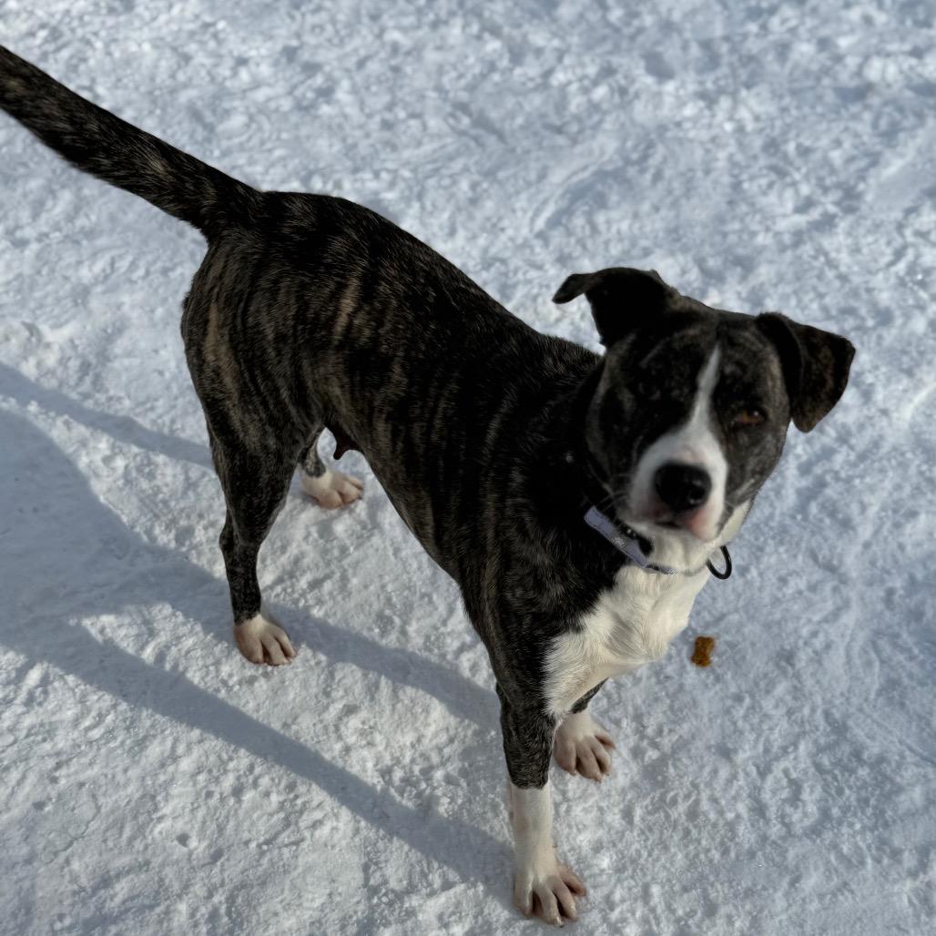 Storm, a Adoptable Mixed Breed in Oxford, ME image 6/6