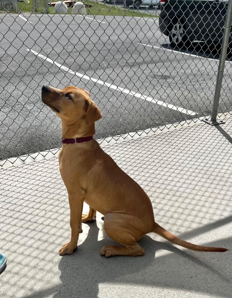 Rogue, Adoptable, Puppy Male Retriever.