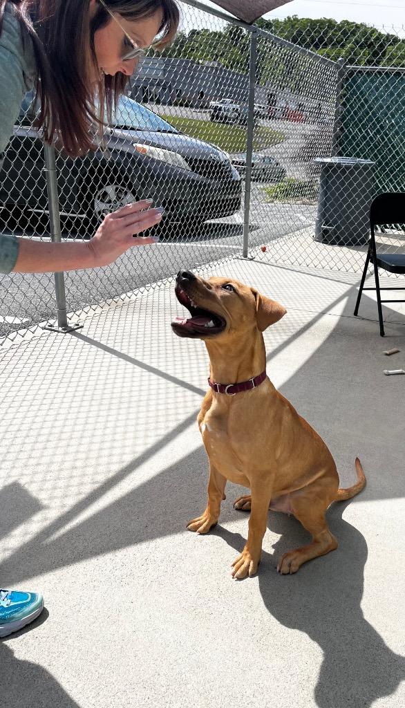 Enlarge Rogue, a Adoptable Retriever in Blountville, TN image 2/6