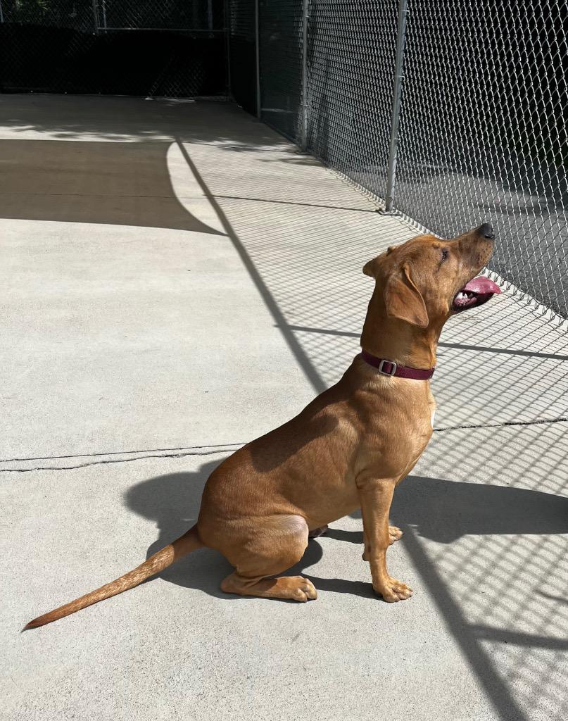 Enlarge Rogue, a Adoptable Retriever in Blountville, TN image 3/6