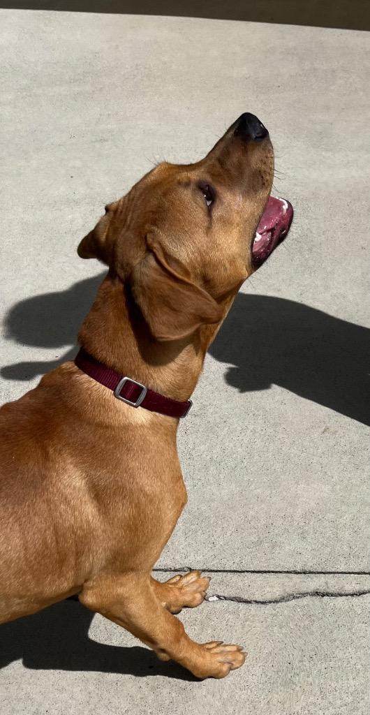 Enlarge Rogue, a Adoptable Retriever in Blountville, TN image 4/6