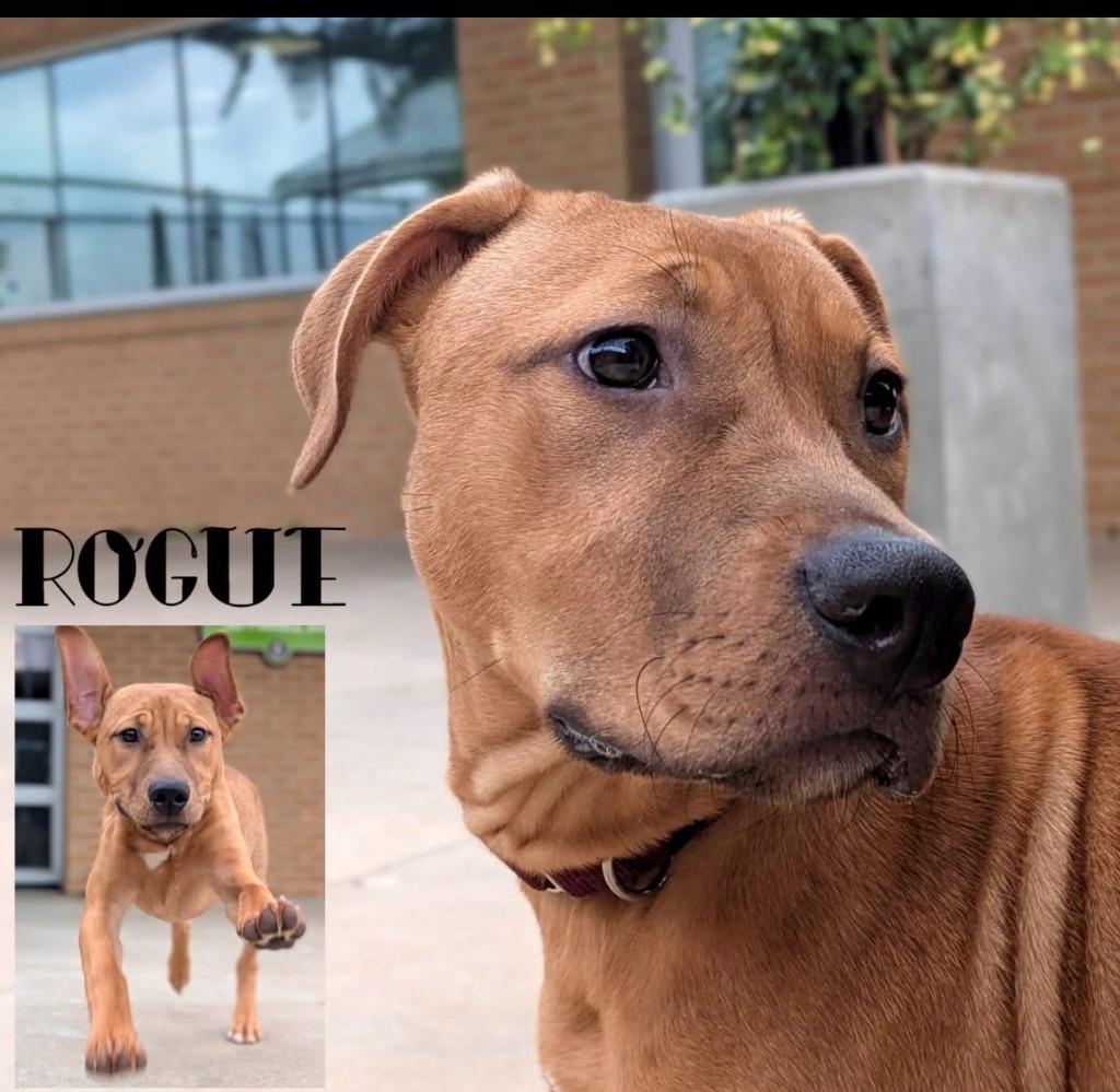 Enlarge Rogue, a Adoptable Retriever in Blountville, TN image 5/6