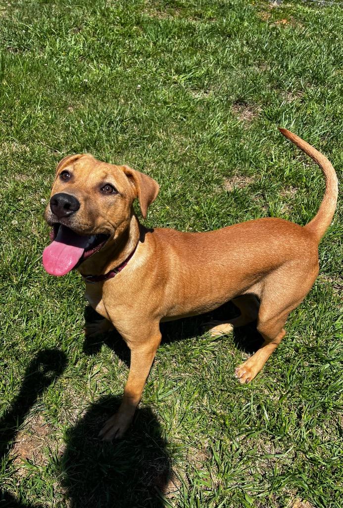 Enlarge Rogue, a Adoptable Retriever in Blountville, TN image 6/6
