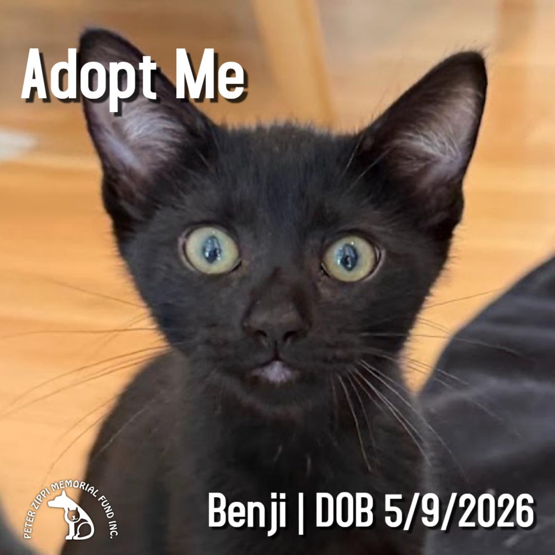 Benji, Adoptable, Kitten Male Domestic Short Hair & Bombay.