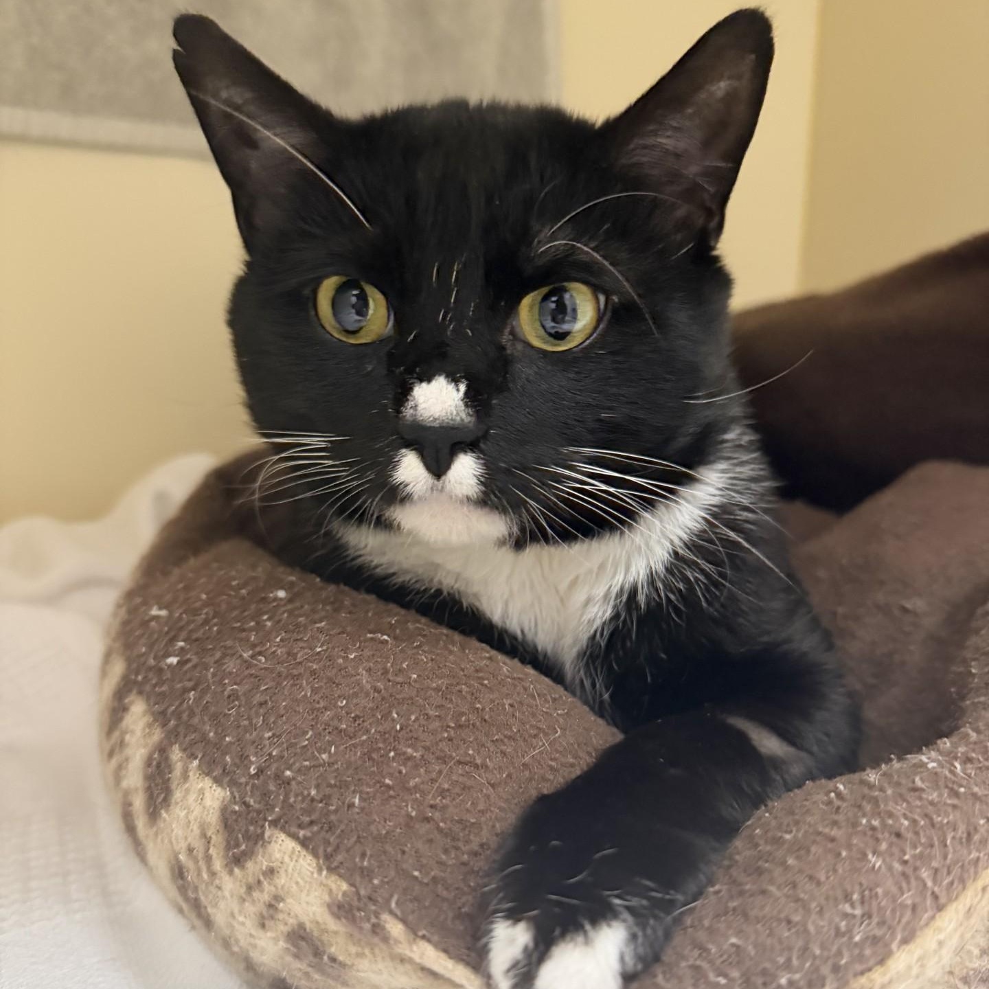 Tortuga, a ADOPTABLE Domestic Short Hair in Cooperstown, NY image 2/3