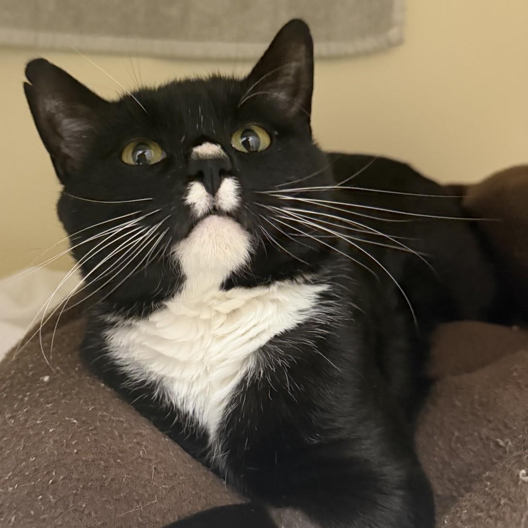 Tortuga, a ADOPTABLE Domestic Short Hair in Cooperstown, NY image 3/3