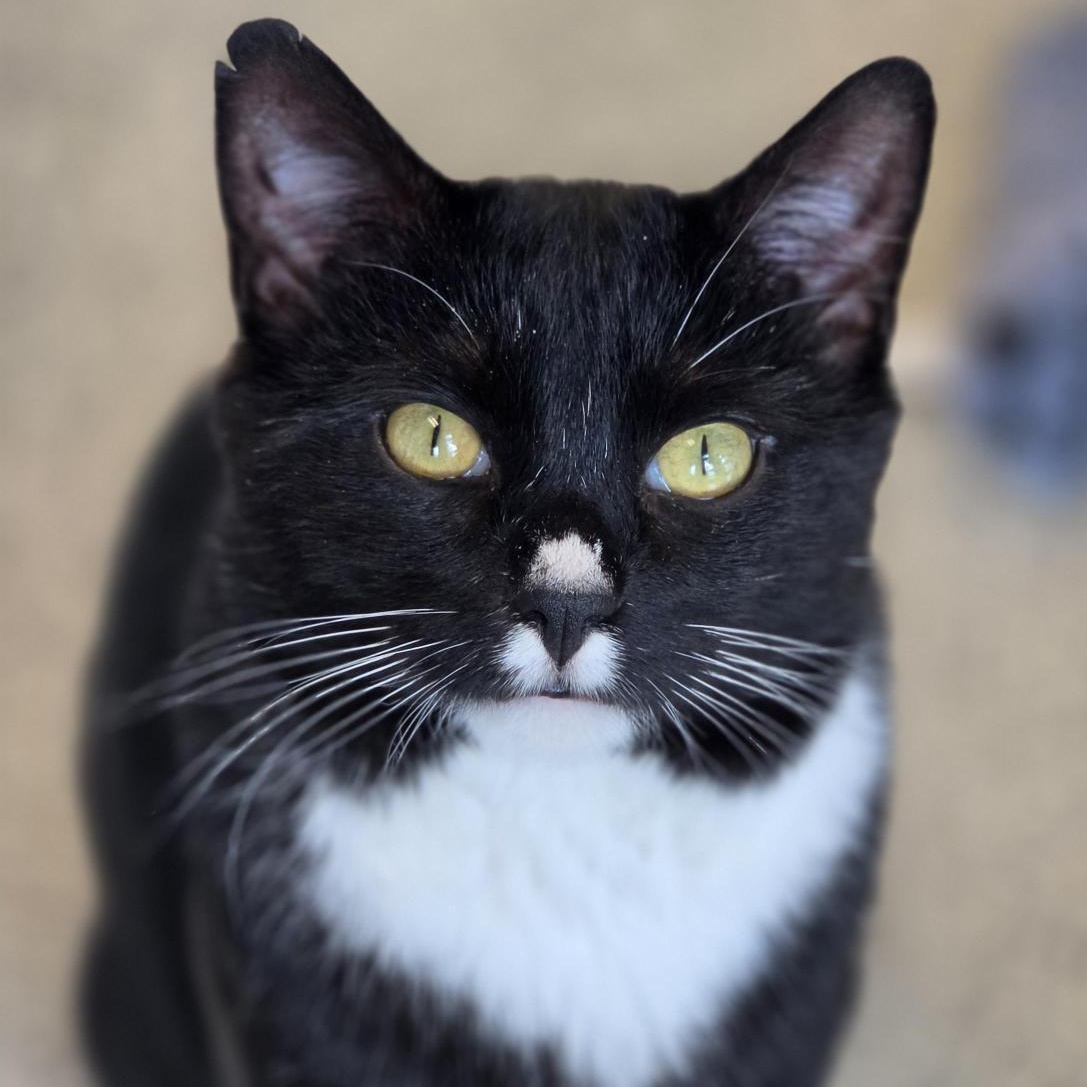 Enlarge Tortuga, a ADOPTABLE Domestic Short Hair in Cooperstown, NY image 2/4