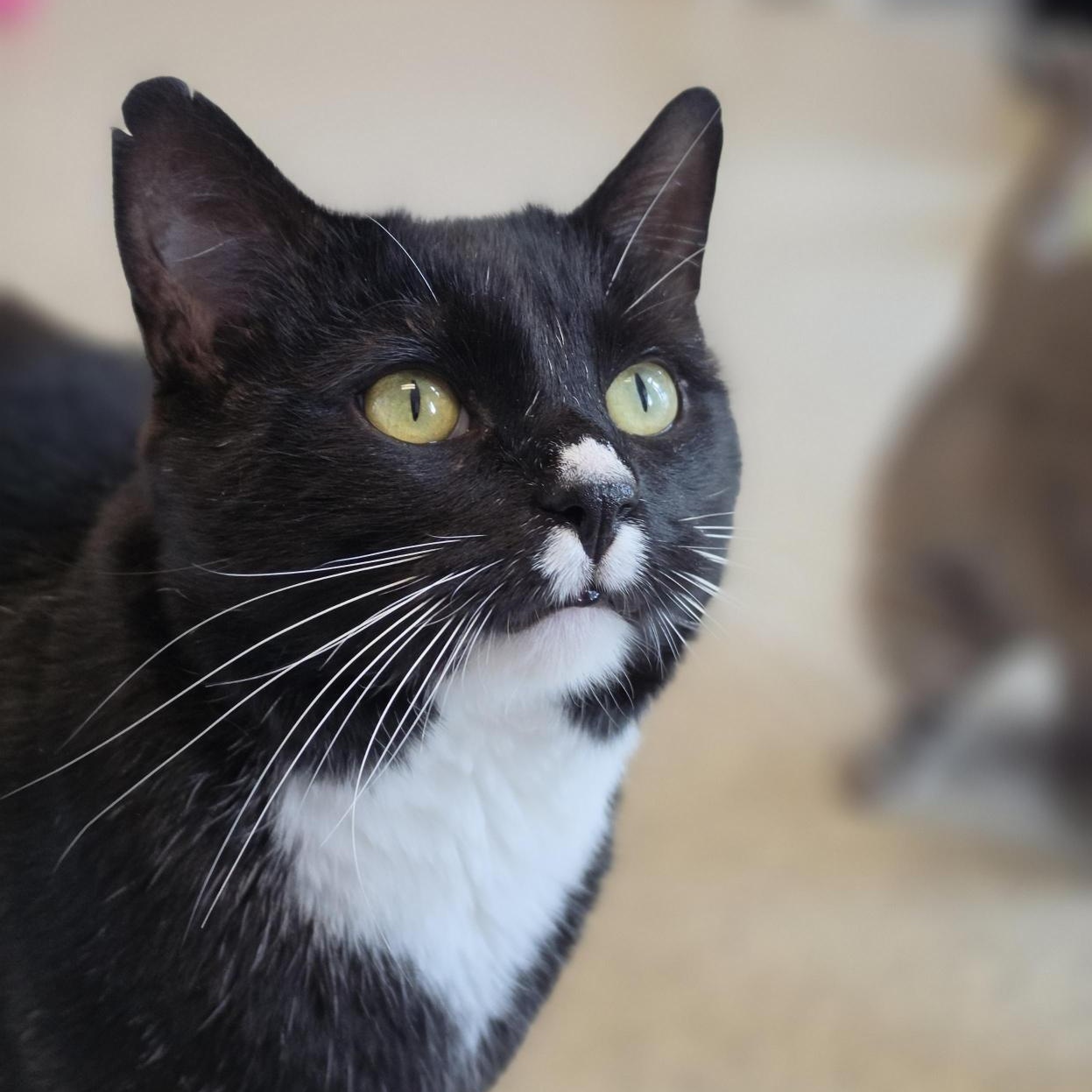 Enlarge Tortuga, a ADOPTABLE Domestic Short Hair in Cooperstown, NY image 3/4