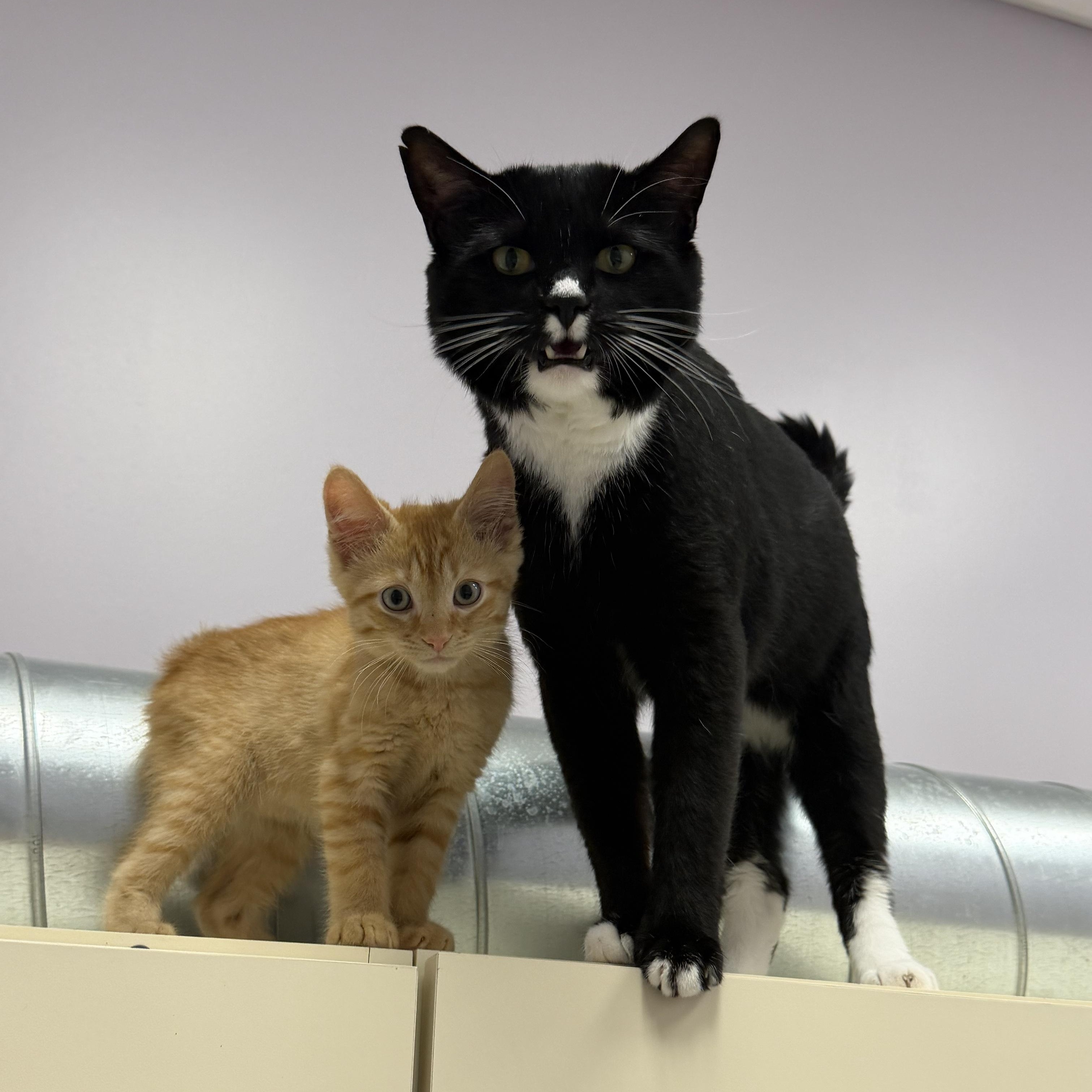 Tortuga, a ADOPTABLE Domestic Short Hair in Cooperstown, NY image 1/5