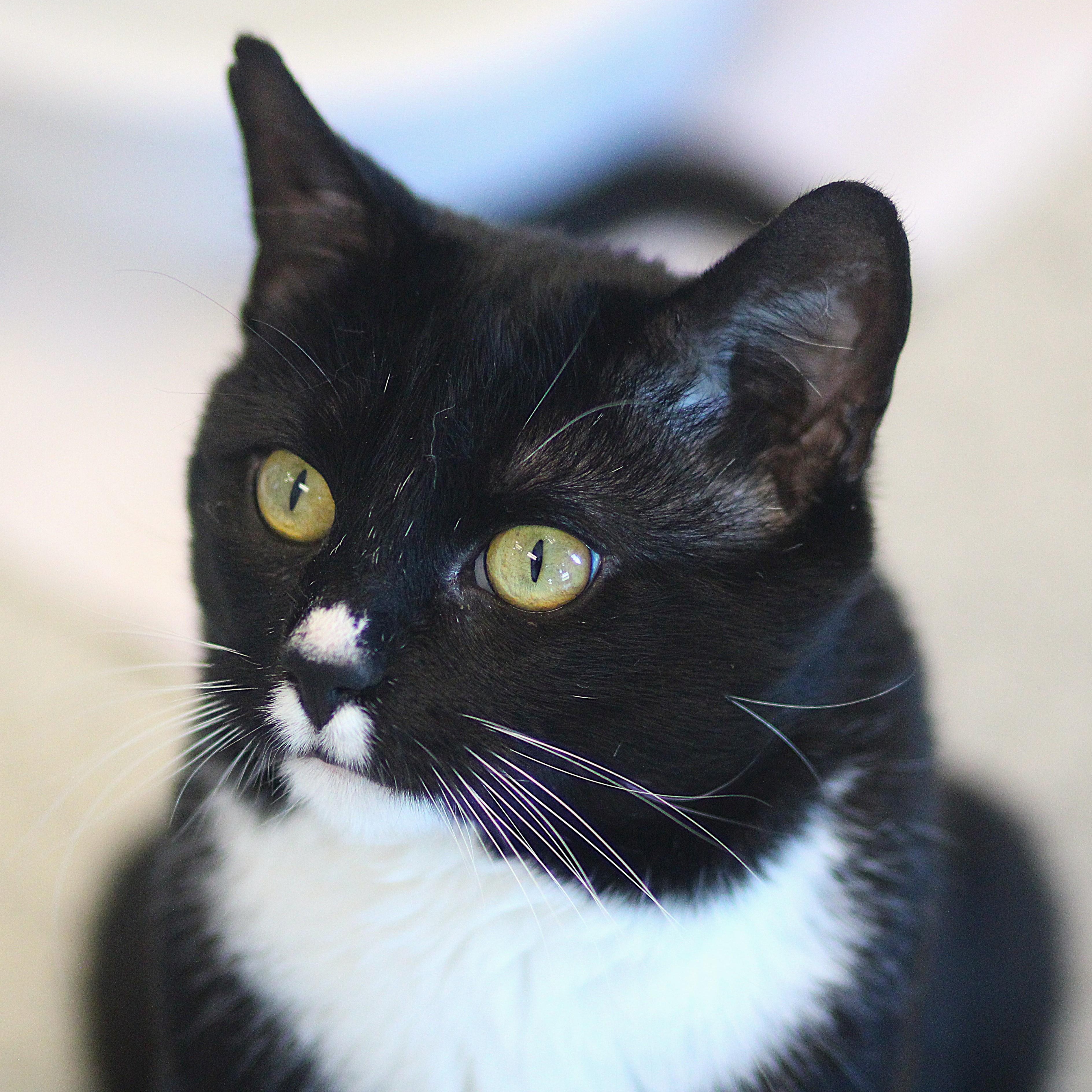 Enlarge Tortuga, a ADOPTABLE Domestic Short Hair in Cooperstown, NY image 1/4