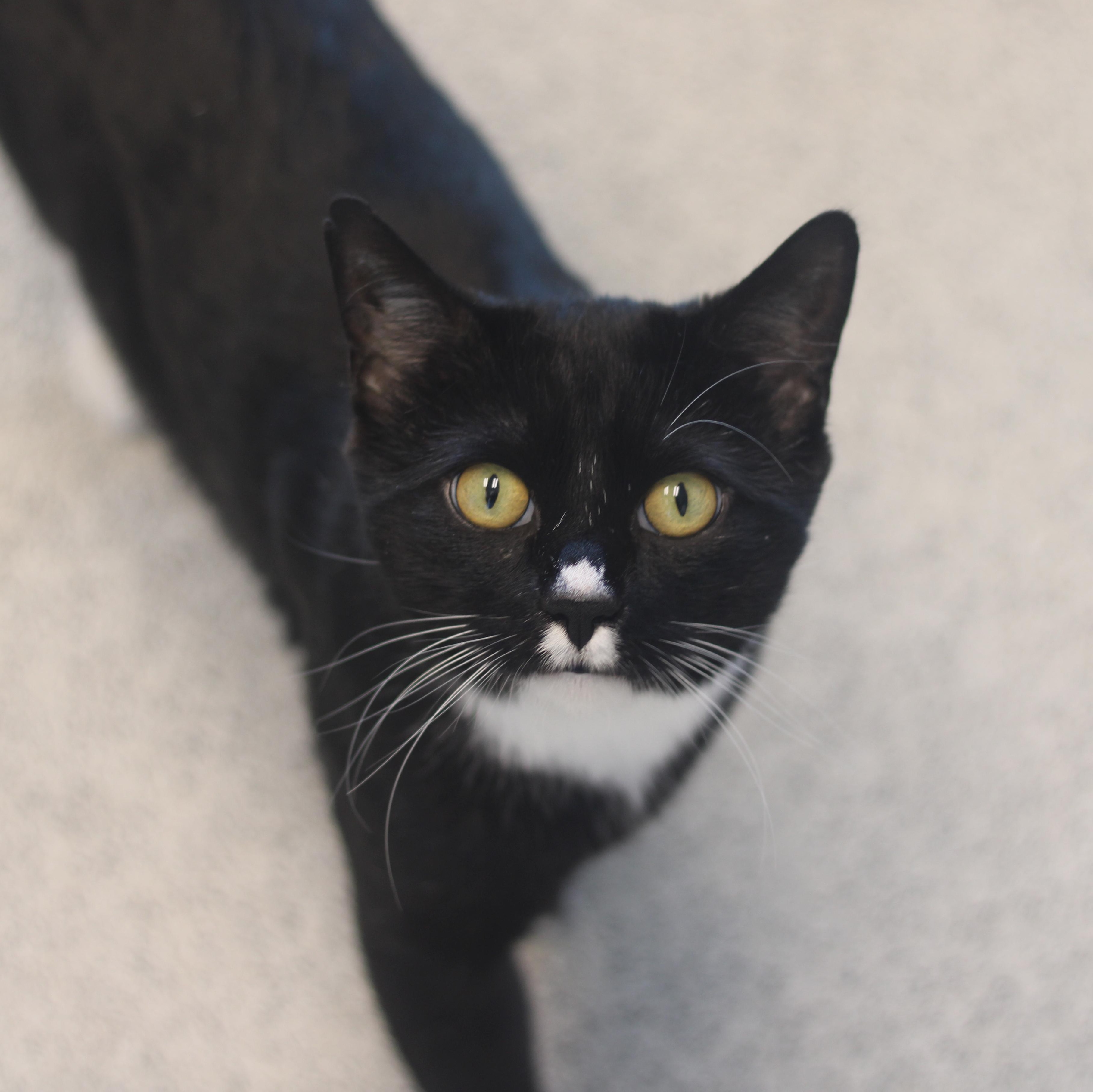 Tortuga, a ADOPTABLE Domestic Short Hair in Cooperstown, NY image 1/3